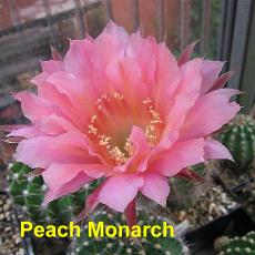 EP-H. Peach Monarch.4.1.jpg 